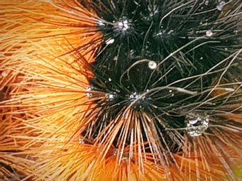 Close-up of plants during winter