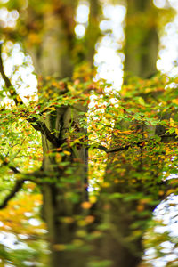 Low angle view of trees against sky