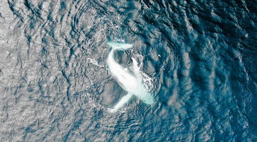 Aerial view of whale swimming in sea