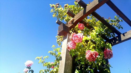 Low angle view of pink roses on wooden structure against blue sky