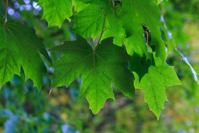 Close-up of green leaves on plant
