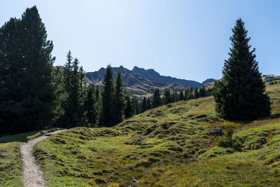 Scenic view of pine trees against sky