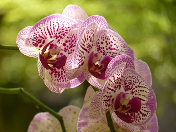 Close-up of pink orchid