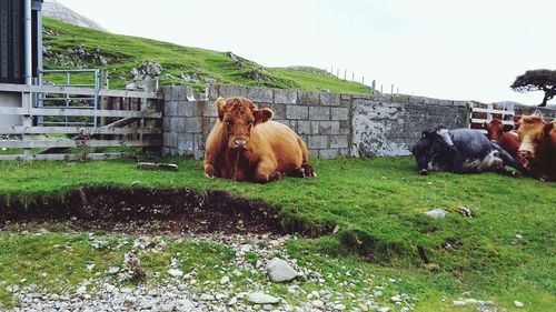 Cows grazing on field