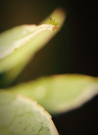 Close-up of insect