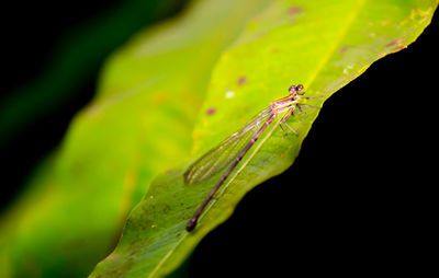 Close-up of insect on leaf