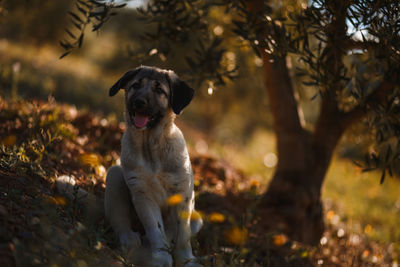 Portrait of dog sitting on field