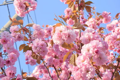 Low angle view of pink flowers blooming on tree