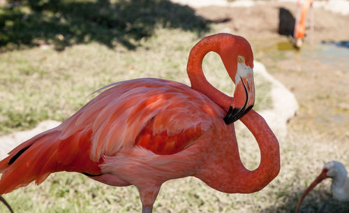 Pink caribbean flamingo, phoenicopterus ruber, in the middle of flock flamingos during breeding 