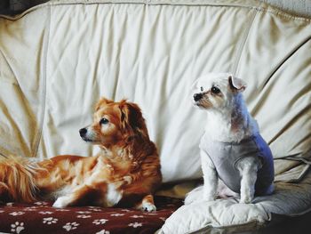 Close-up of dog relaxing on bed