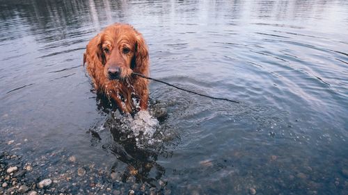 Portrait of dog in lake