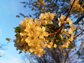 Low angle view of cherry blossoms in spring