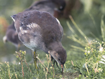 Close-up of a bird on field