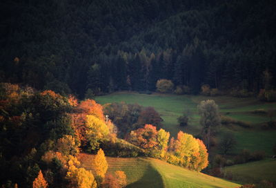 Trees in forest during autumn