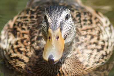 Close-up of mallard duck