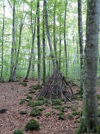 Trees in forest