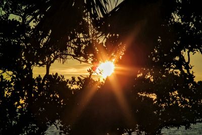 Silhouette of trees at sunset