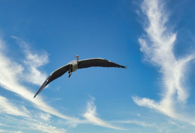 Low angle view of seagull flying in sky