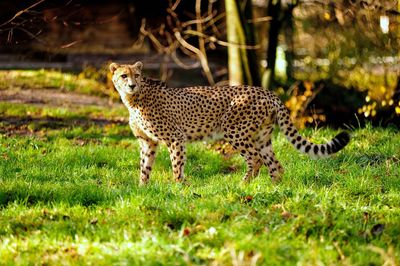 Gepard on field