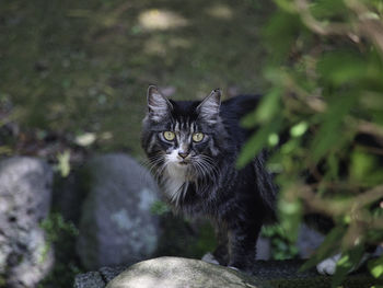 Portrait of cat on rock