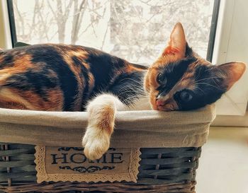 Close-up portrait of cat lying in a box