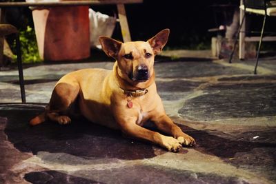 Portrait of dog lying outdoors