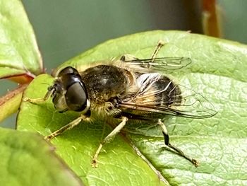 Close-up of fly on leaf