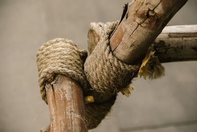 Close-up of rope tied to tree trunk