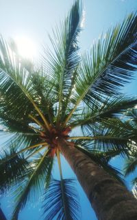 Low angle view of palm tree against sky