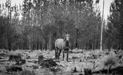 Horse standing in a field