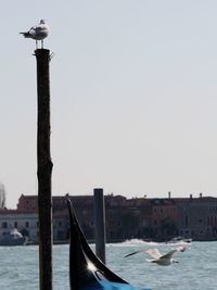 Seagull perching on wooden post in canal