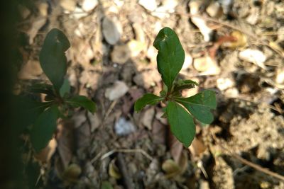 Close-up of green plant