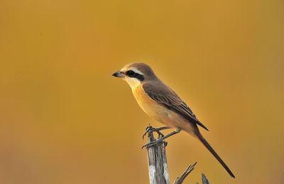 Close-up of bird perching on wood