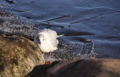 Seagull perching on rock in sea