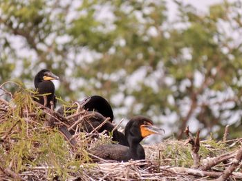 Birds perching on a tree