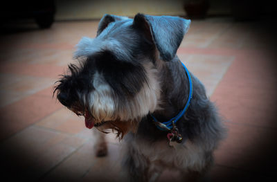 Dog standing on floor