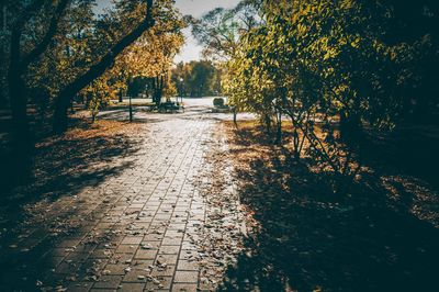 Walkway amidst trees during autumn