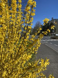 Yellow flowering plants by road against sky