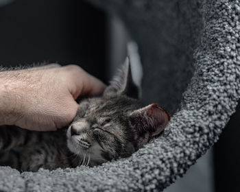 Cropped hand of man stroking sleeping cat at home