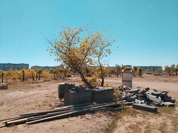Trees on field against clear blue sky