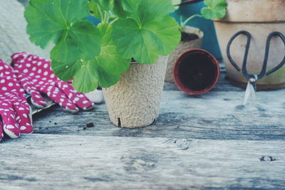 Close-up of potted plant on table