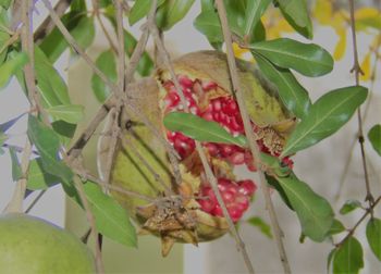 Close-up of butterfly on plant