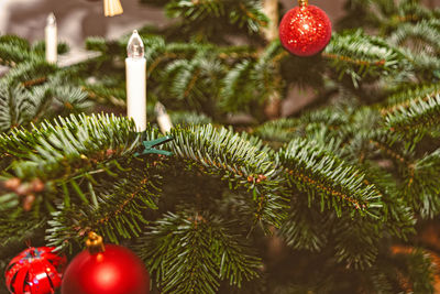 Close-up of christmas tree