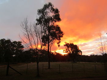 Silhouette trees on field against orange sky