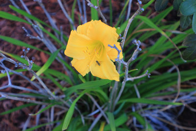 Close-up of yellow flower