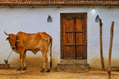 Cow standing in a front of a building