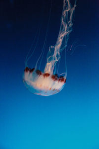 Close-up of fish swimming in sea