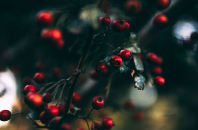 Close-up of berries growing on tree