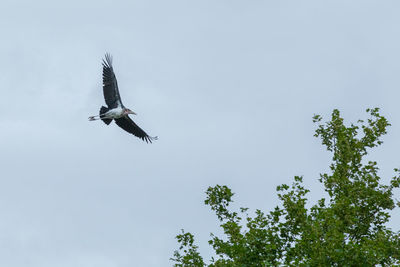 Low angle view of eagle flying in sky