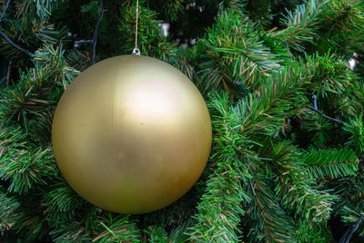 Close-up of christmas tree